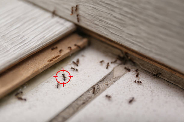 Best Pest Removal Services  in Alliance, OH