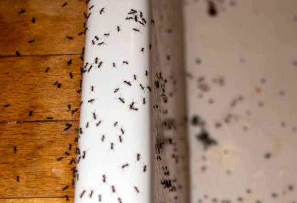 Best Wasp Removal Services  in Alliance, OH