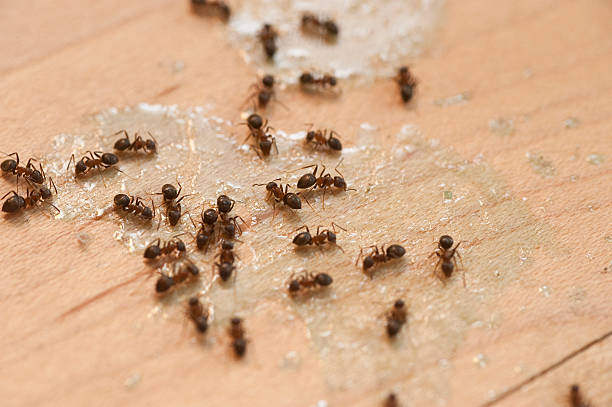 Best Pest Prevention Services  in Alliance, OH