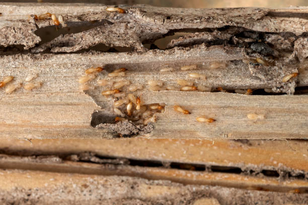 Best Pest Prevention Services  in Alliance, OH